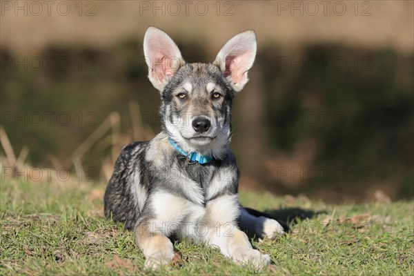 Marxdorf wolfhound