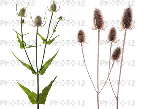 Wild teasel