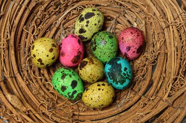 Colored quail eggs in nest