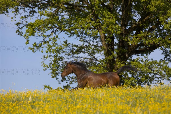 Young thoroughbred Arabian mare gallops over the flower meadow