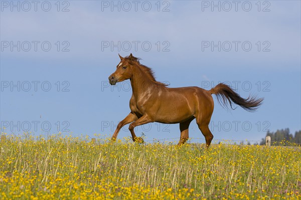 Young thoroughbred Arabian mare gallops over the flower meadow