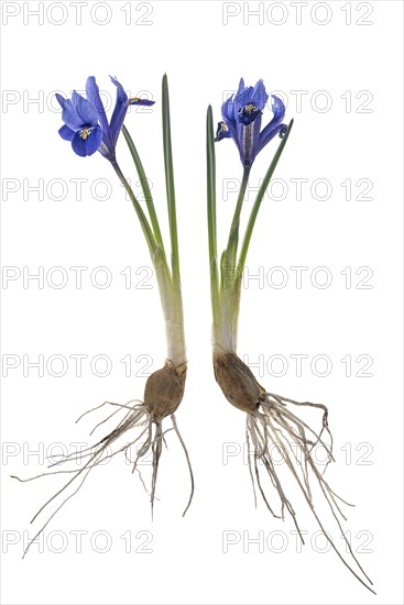 Iris reticulata