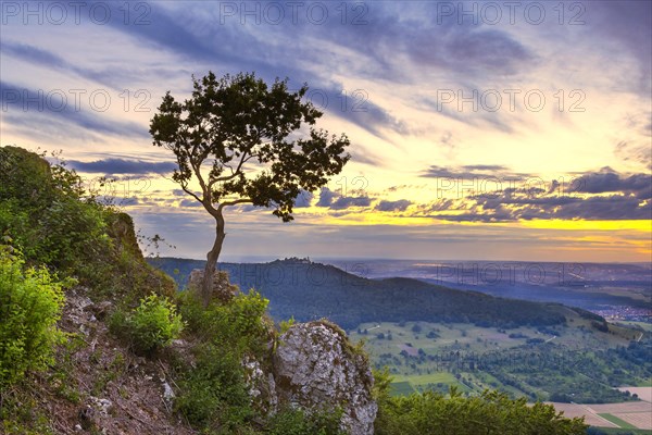 Young oak on slope