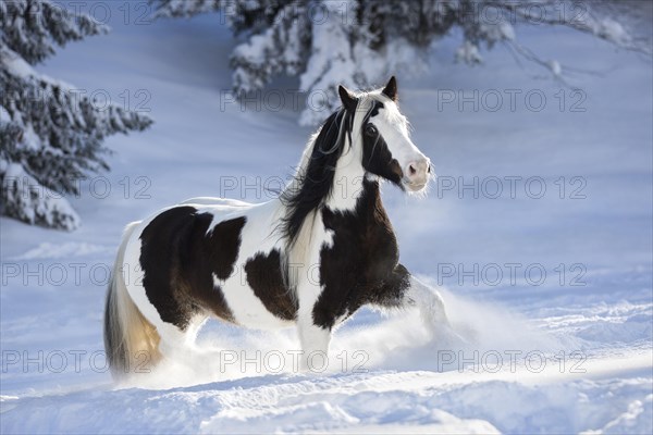 Pied Tinker mare running in deep snow