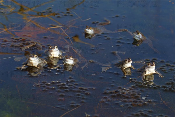 Moor frogs