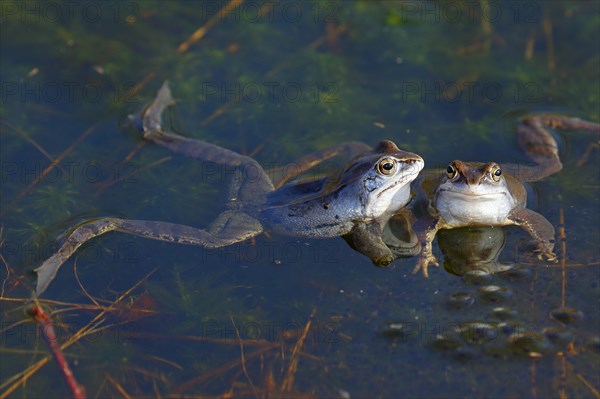 Moor frogs