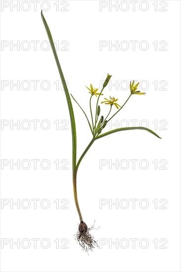 Yellow star-of-Bethlehem