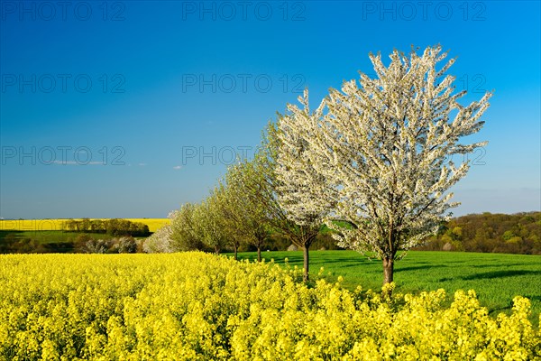 Cultural landscape in spring