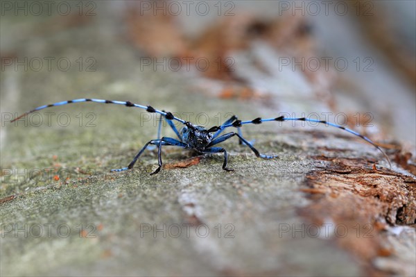 Rosalia longicorn