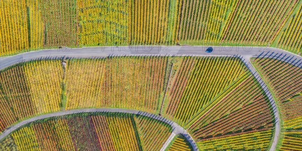 Vineyards wine in autumn nature season aerial view from above panorama in Stuttgart