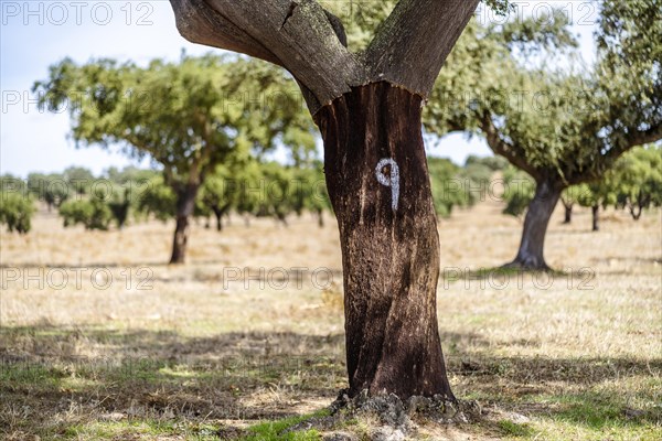 Stripped bark from cork oak on plantation in Alentejo