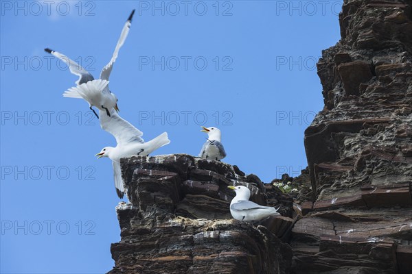 Kittiwake