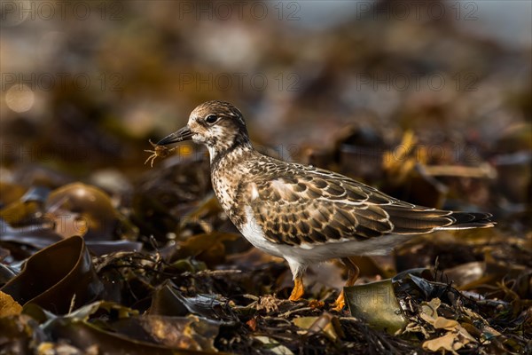 Ruddy turnstone