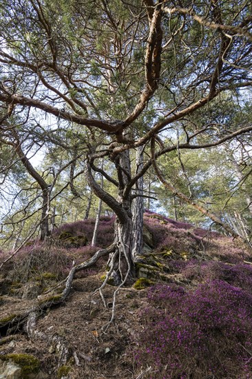 Flowering snow heather