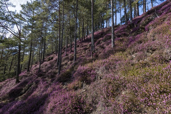 Flowering snow heather