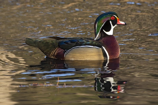 Wood duck