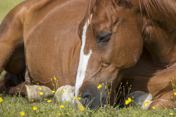 Sleeping warmblood gelding on pasture