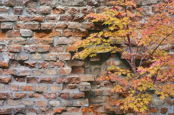 Brick wall and fan maple