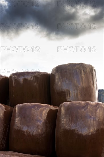 Plastic wrapped bales of straw
