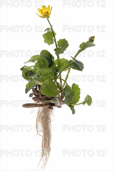 Lesser celandine