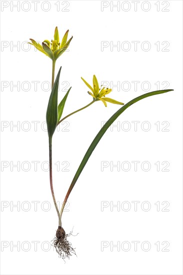 Yellow star-of-Bethlehem