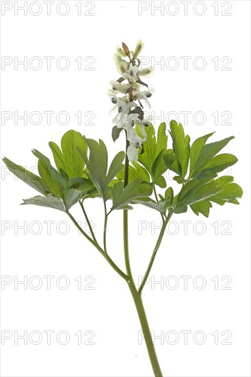 White flower of larkspur