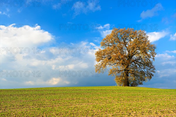 Solitary oak on field in autumn