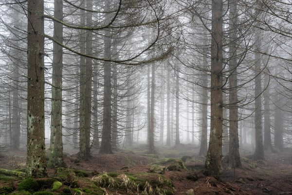 Spruce forest dying due to bark beetle infestation