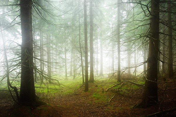 Mysterious dense spruce forest with fog