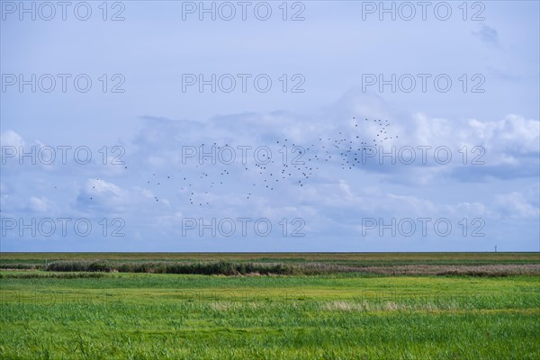 Flock of birds flying over meadows in coastal area