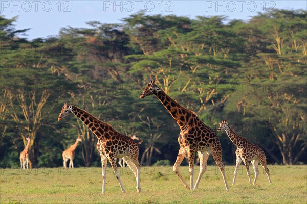 Rothschild's Giraffes