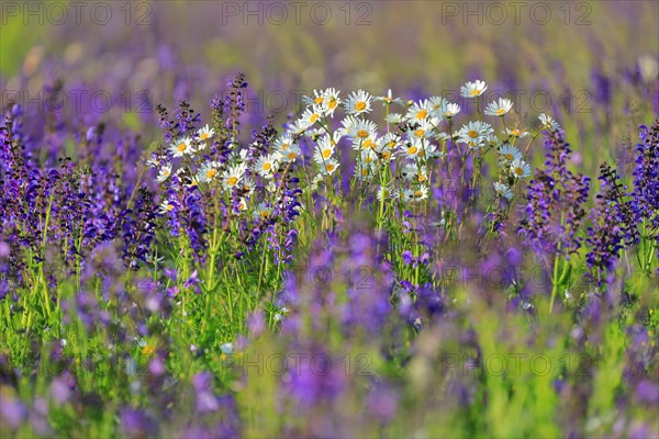 Meadow Clary