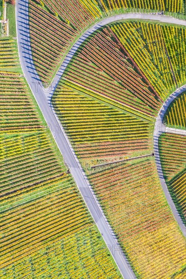 Vineyards wine in autumn nature season aerial view from above in Stuttgart