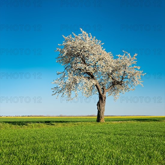 Old blossoming cherry tree on a field path through green fields under blue sky in spring
