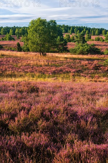 Typical landscape of the Lueneburger Heide with blooming heather