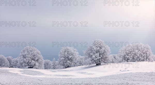 Trees with hoarfrost