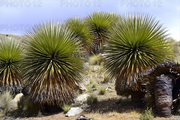 Puya raimondii