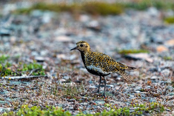 European golden plover