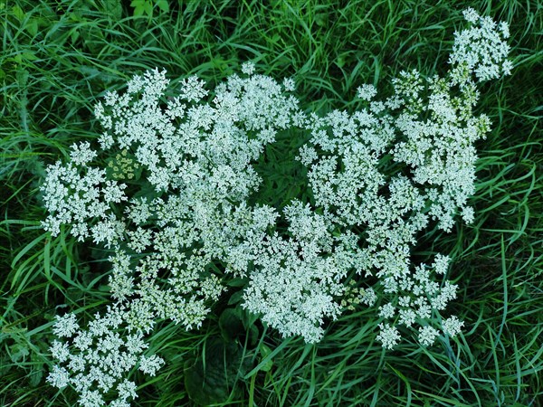 Cow parsley