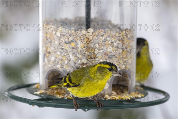 Eurasian siskins