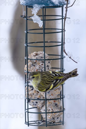 Eurasian siskin