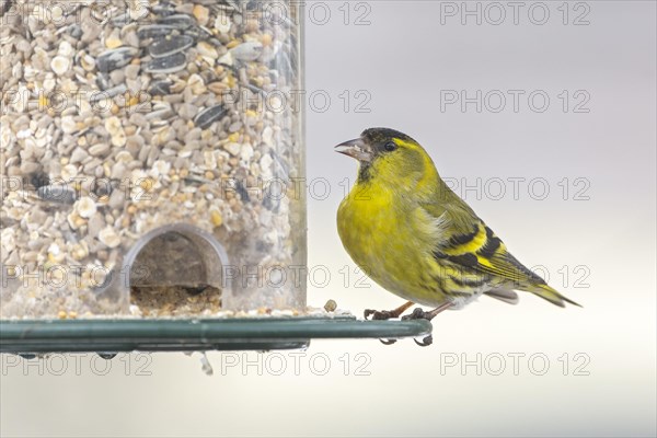 Eurasian siskin