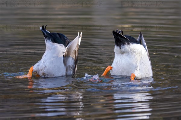 Mallards