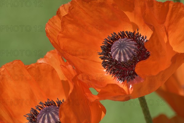 Giant poppy