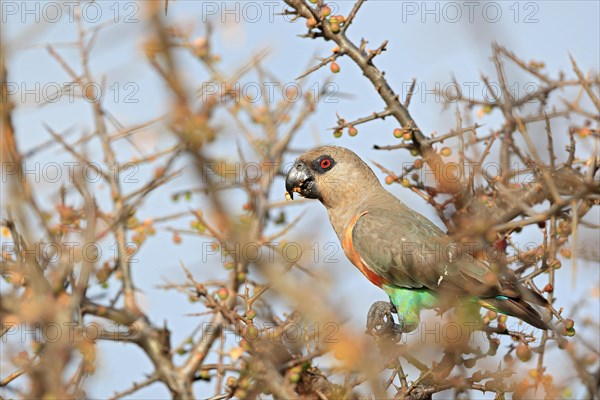 Red-bellied Parrot