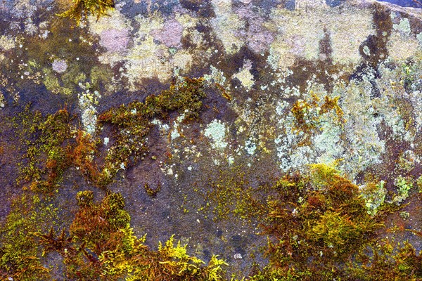 Mossy sand-lime brick
