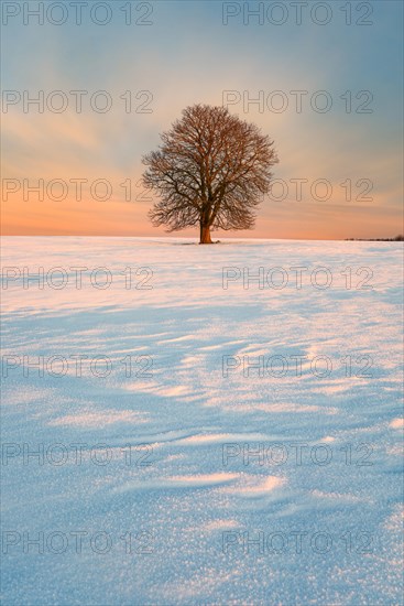 Solitary horse chestnut