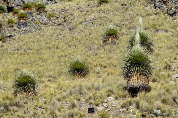 Flowering Puya raimondii