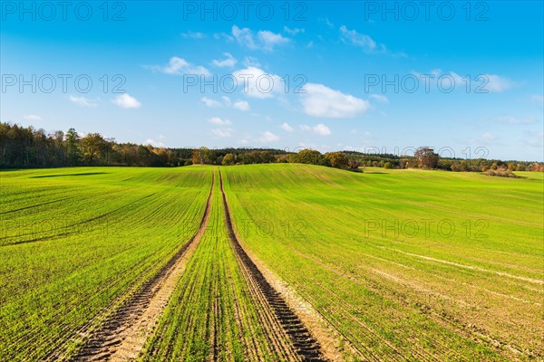 Field with winter seed under blue sky with clouds in autumn