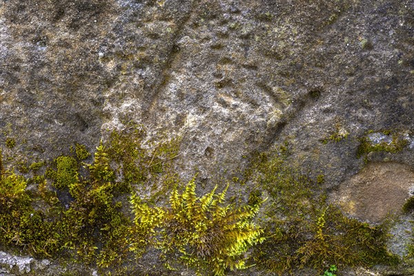 Mossy sand-lime brick